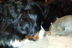 VIDEO Veverka schovává oříšek do srsti psa