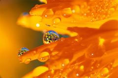 4/12| Fotogalerie: Krásné odrazy reality skrze vodní kapky