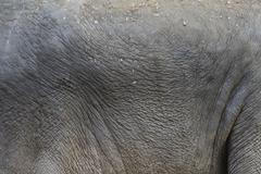 První slůně v pražské zoo