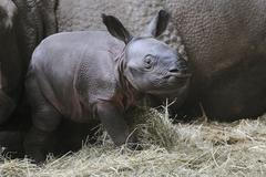 Novorozený nosorožec z Plzeňské Zoo