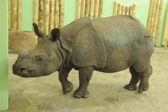 Samice nosorožce indického v plzeňské zoo