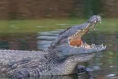 Vesničané v Indonésii ulovili nenasytného krokodýla.