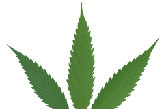 marihuana cannabis list