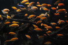 akvárium - hradec - 2