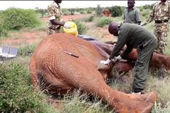 Postřelený slon - operace