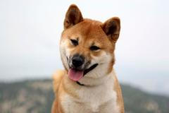 Psíci pomáhají nosit míčky na tenise v Sao Paulu