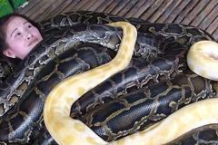 VIDEO Hadí masáž na Filipínách