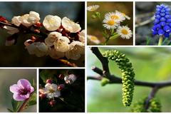 Jaro - květy - rostliny - květiny - zahrada