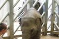 Údolí slonů - ZOO Praha