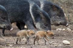 Rodina pekari páskových