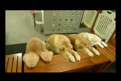 VIDEO Psi se modlí před jídlem