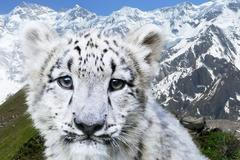 Levhart sněžný, Kazachstán