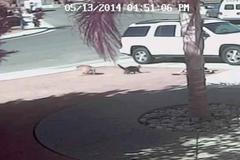 Když kočka zažene psa a zachrání tak dítě