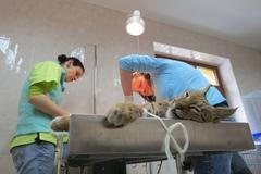 Šumavský rys David Copperfield