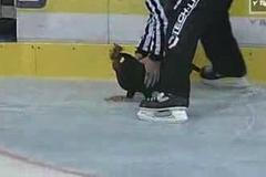 Hokej, Kladno - Olomouc: kohout na hřišti