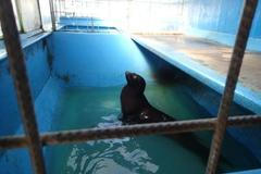 Zachráněný lachtan z cirkusu