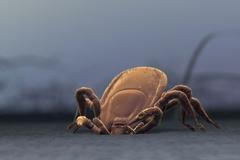 Vědci hledají novou zbraň proti klíšťatům