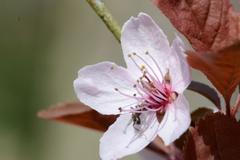 Jaro, kvetoucí štvestka