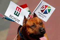 A dog carries flags of parties in Hungary's leftist opposition alliance, during an election rally in Budapest