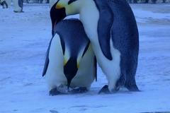 VIDEO Tučňáci truchlí nad uhynulým mládětem