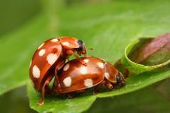 Slunéčko šestnáctitečné (Halyzia sedecimguttata)