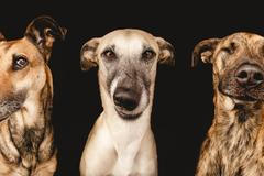 All Good Dogs (Elka Vogelsang)