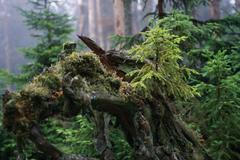 Ekolog z Hnutí Duha: Národní parky potřebují stejná pravidla