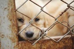 Pes, psi, klec, týrání, ilustrační foto
