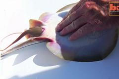 VIDEO Rybář rodil rybu