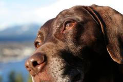 Německý ohař, ilustrační foto