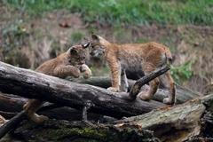Zoo Brno - rys kanadský