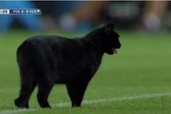 Černá kočka na Nou Campu