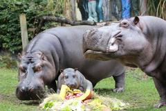 Zoo Ostrava - hroch Kvido