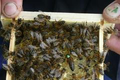 Včelař Ing. Martin Macháček