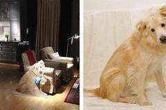 pes, útulek, Arizona