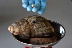 Každoroční měření a vážení zvířat v londýnské Zoo