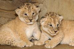 Zoo Olomouc - lvíčata