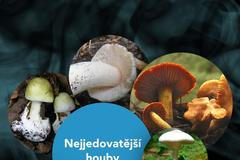 grafika - houby - úvod