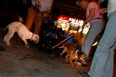 Catcher, a Bedlington Terrier, and Tanner, a Border Terrier, hunt for rats in a small park on New York City's Lower East Side