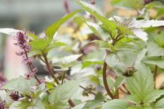 Městské pěstování je jen hobby, obživu nezajistí