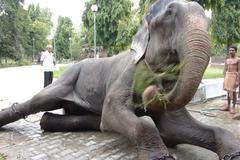 Takový byl život slona Raju v otroctví