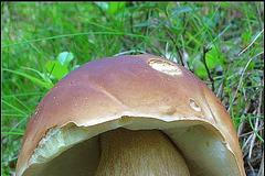 houby hřib smrkový