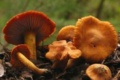 Pavučinec plyšový (Cortinarius orellanus)