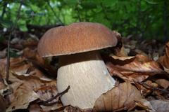 Houbařská fotosoutěž 2014 - Mgr. Michal Zámečník