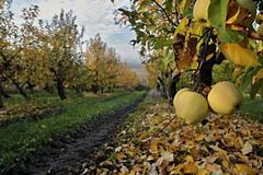 Podzim - krajina - České středohoří