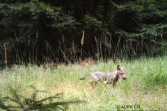 Expert: Vlci na Křivoklátskou jsou vynikající zpráva