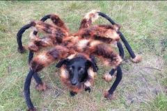 Pes převlečený za obrovského pavouka děsí lidi
