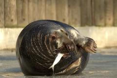 Zoo Chomutov - Tuleň