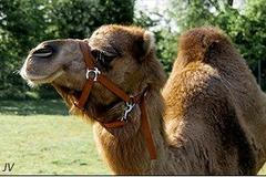 Zoo Vyškov - velbloudice Safira