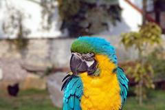 Ara ararauna - Zoo Chleby